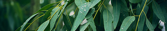 Eucalyptus Oil  