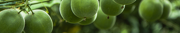 Mönchsfrucht / Monkfruit  